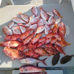 エンペラー 釣果