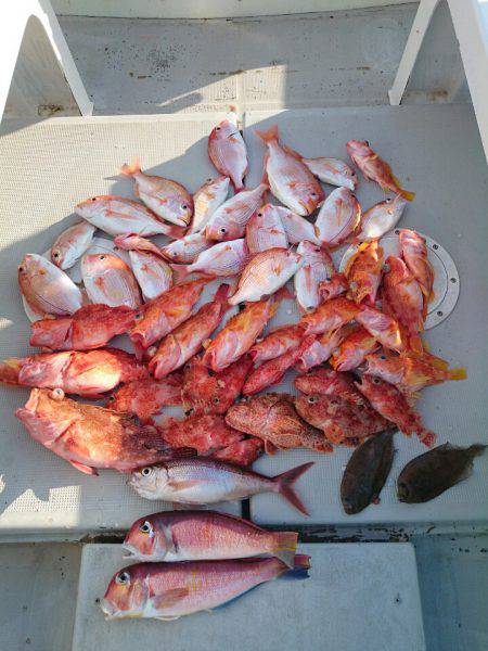 エンペラー 釣果