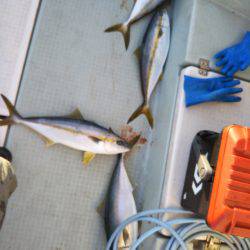 アマテラス 釣果