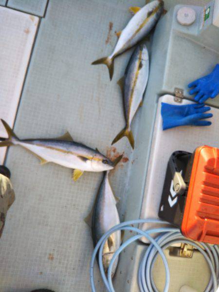 アマテラス 釣果