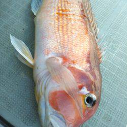 アマテラス 釣果