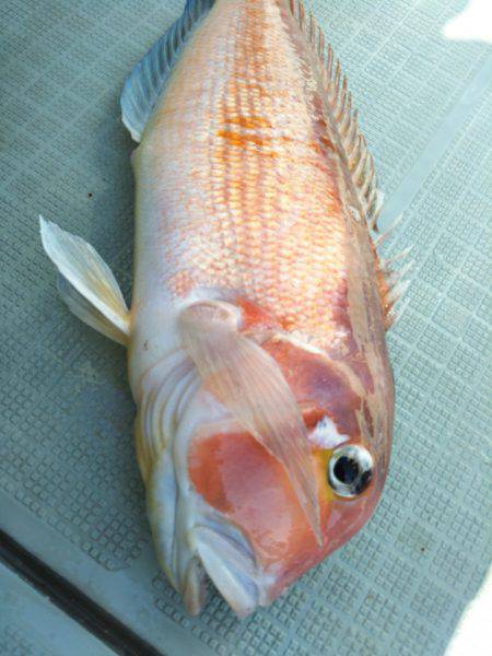 アマテラス 釣果