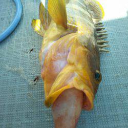 アマテラス 釣果