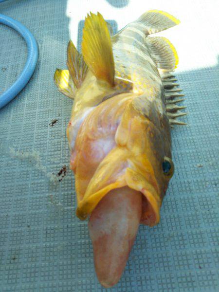 アマテラス 釣果