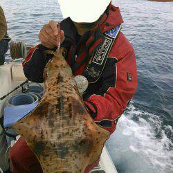 ソルトウォーターガイドフレンズ 釣果