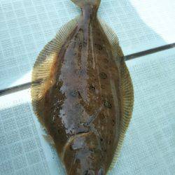 アマテラス 釣果