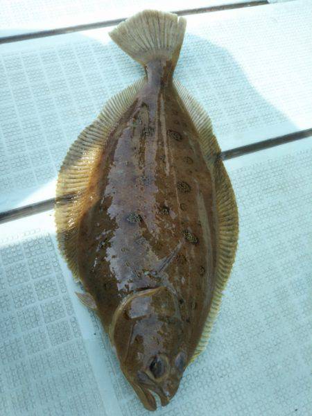 アマテラス 釣果