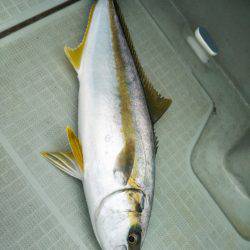 アマテラス 釣果