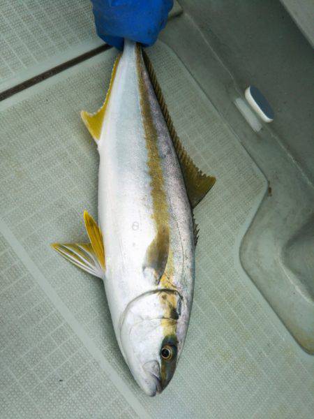 アマテラス 釣果