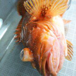 アマテラス 釣果