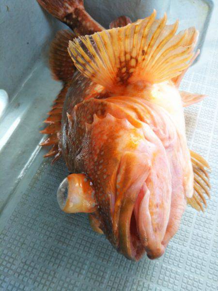 アマテラス 釣果