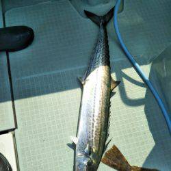 アマテラス 釣果