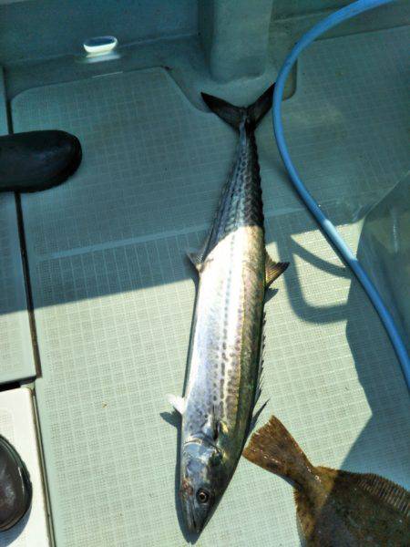 アマテラス 釣果