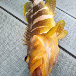 アマテラス 釣果