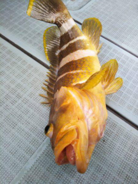 アマテラス 釣果