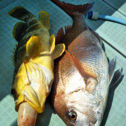 アマテラス 釣果