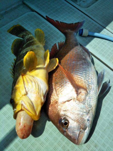 アマテラス 釣果