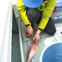 アマテラス 釣果