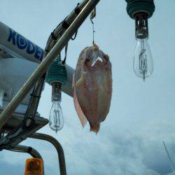 アマテラス 釣果