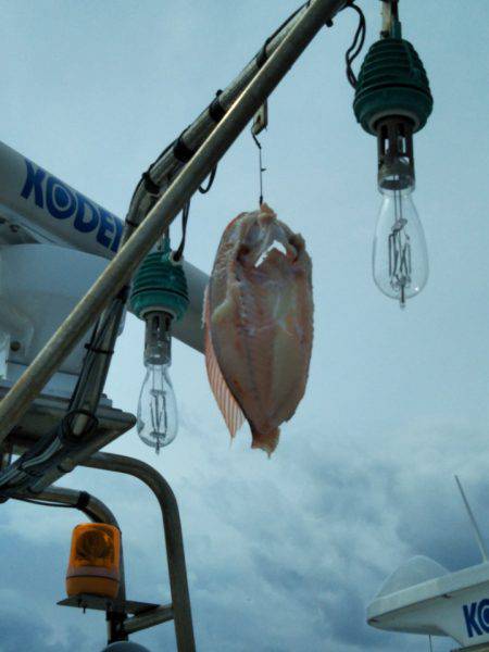 アマテラス 釣果