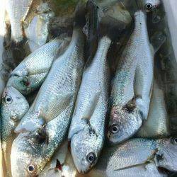 金沢八景鴨下丸 釣果