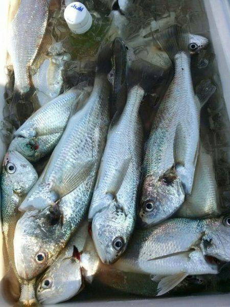 金沢八景鴨下丸 釣果