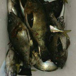 小島丸 釣果
