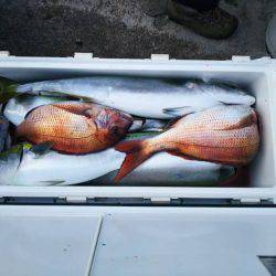 ブルドック 釣果