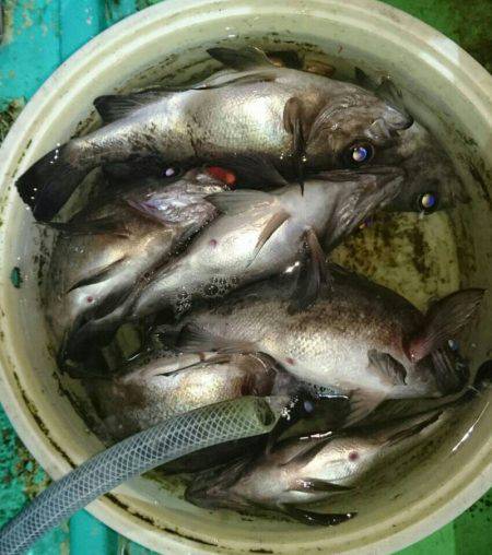 小島丸 釣果
