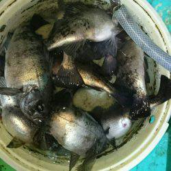 小島丸 釣果