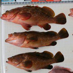 遊漁船 家入 釣果