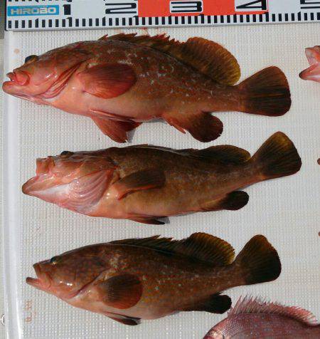 遊漁船 家入 釣果