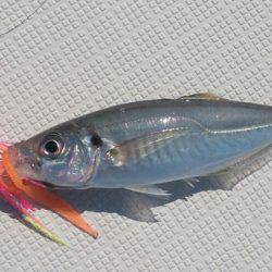 遊漁船 家入 釣果