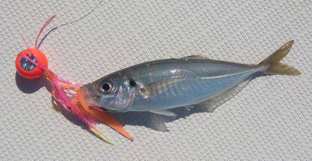 遊漁船 家入 釣果