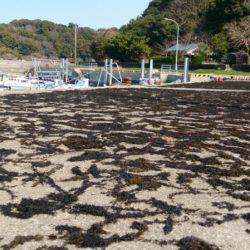 遊漁船 家入 釣果