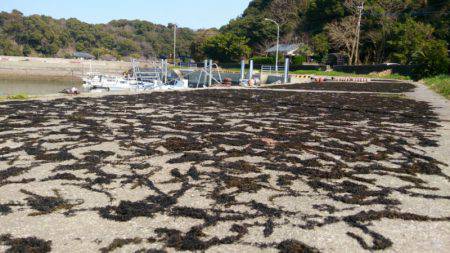 遊漁船 家入 釣果