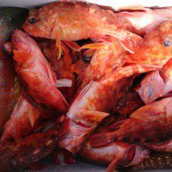 遊漁船 家入 釣果