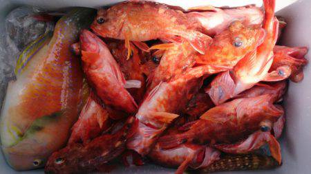 遊漁船 家入 釣果