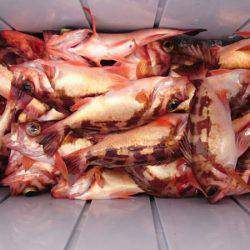 海龍丸（石川） 釣果