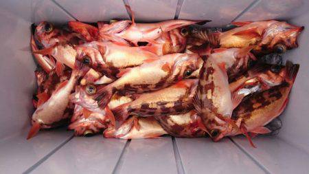 海龍丸（石川） 釣果