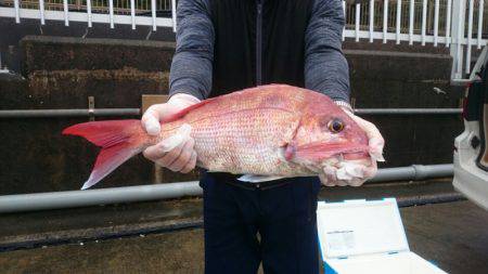 だて丸 釣果