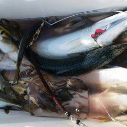 金沢八景鴨下丸 釣果