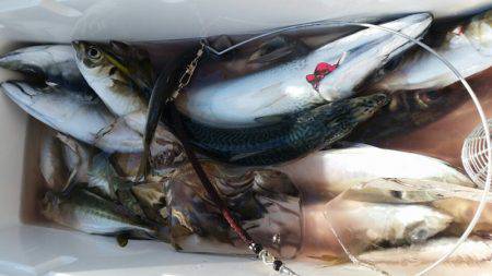 金沢八景鴨下丸 釣果