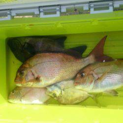 第三共栄丸 釣果