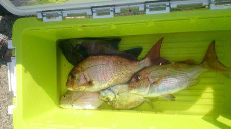 第三共栄丸 釣果