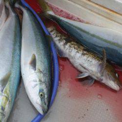 ブルドック 釣果