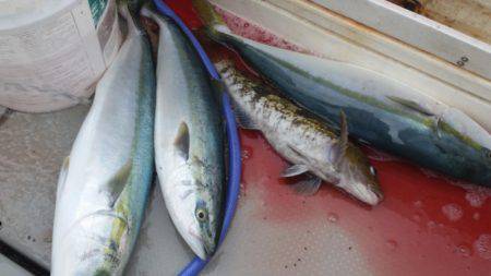 ブルドック 釣果