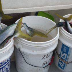 ブルドック 釣果