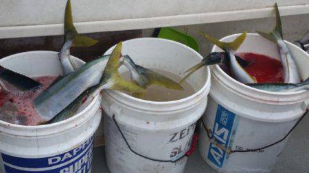 ブルドック 釣果