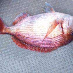 ブルドック 釣果